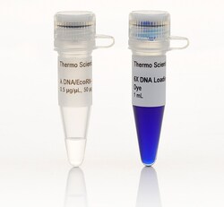 Lambda DNA/EcoRI plus HindIII Marker
